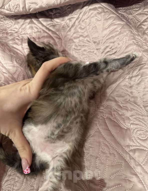 Кошки в Тюмени: Мейн-кун мраморная Девочка, 15 000 руб. - фото 5