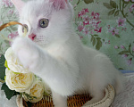 Кошки в Брянске: Милая принцесса белоснежная кошечка Девочка, 15 000 руб. - фото 4