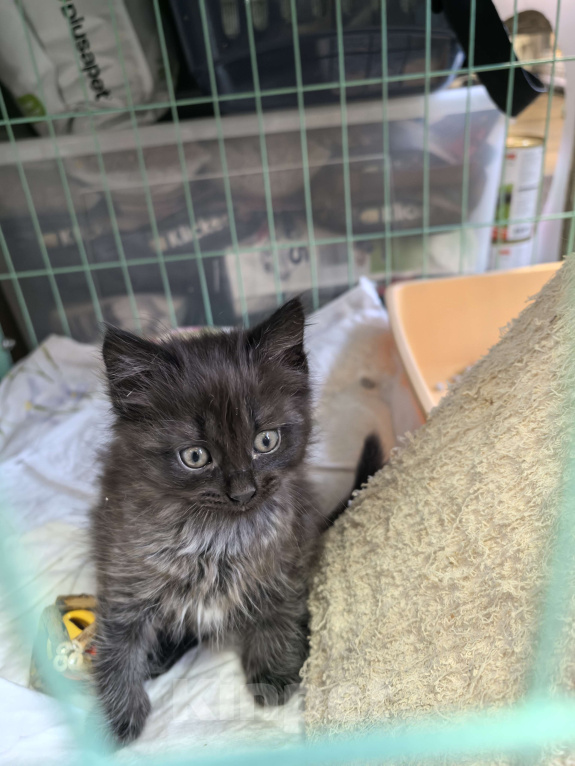 Кошки в Санкт-Петербурге: Котёнок Анубис ищет дом Мальчик, Бесплатно - фото 5