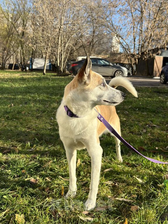 Собаки в Москве: Берта ищет дом Девочка, Бесплатно - фото 10
