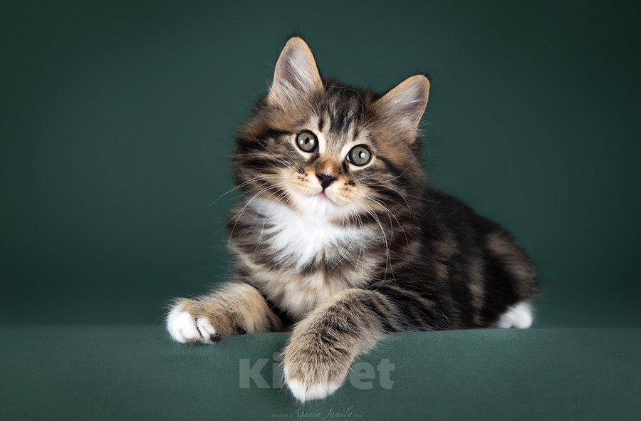 Кошки в Балашихе: Котик - Курильский бобтейл - 4 месяца Мальчик, 50 000 руб. - фото 1