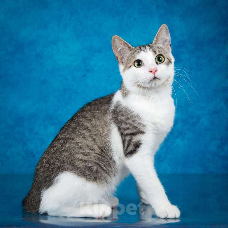 Кошки в Москве: Котёнок Джули Девочка, 1 руб. - фото 2