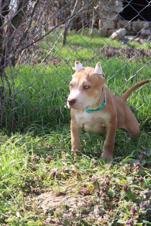 Собаки в Краснодаре: Щенки Американского питбуль терьера Мальчик, 80 000 руб. - фото 4