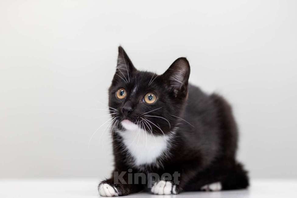 Кошки в Москве: Шалот Мальчик, Бесплатно - фото 3