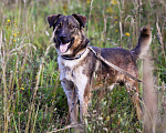 Собаки в Санкт-Петербурге: Добрый, адекватный пёс, друг кошек Мальчик, Бесплатно - фото 4