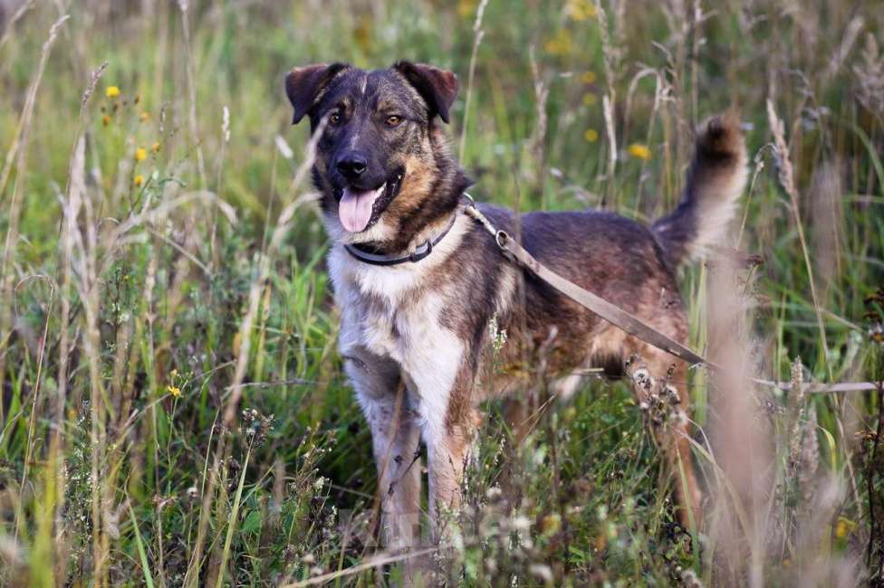 Собаки в Санкт-Петербурге: Добрый, адекватный пёс, друг кошек Мальчик, Бесплатно - фото 4