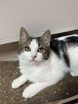 Котенок в добрые руки