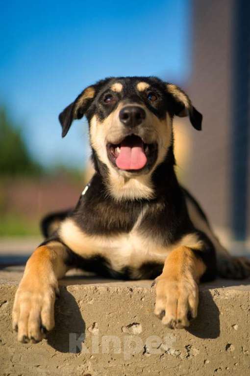 Собаки в Москве: Умняшка Принцесса — щенок в добрые руки Девочка, 1 руб. - фото 3