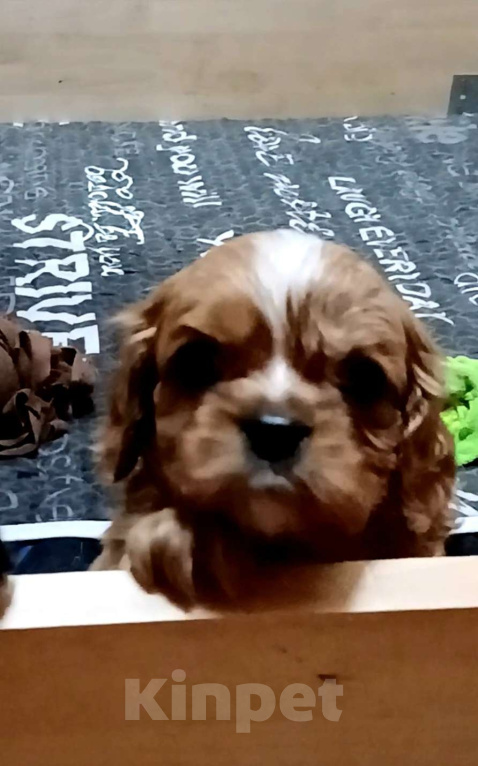 Собаки в Москве: Мальчик Кавалер Кинг Чарльз спаниель  Мальчик, Бесплатно - фото 1