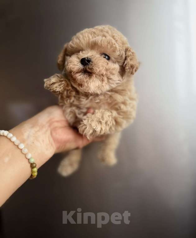 Собаки в Ростове-на-Дону: Мальтипу девочка мини Девочка, 100 000 руб. - фото 8