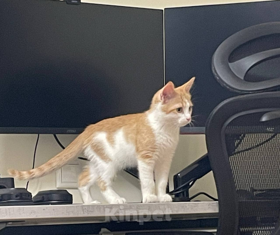 Кошки в Москве: котенок рыжик в добрые руки Девочка, Бесплатно - фото 2