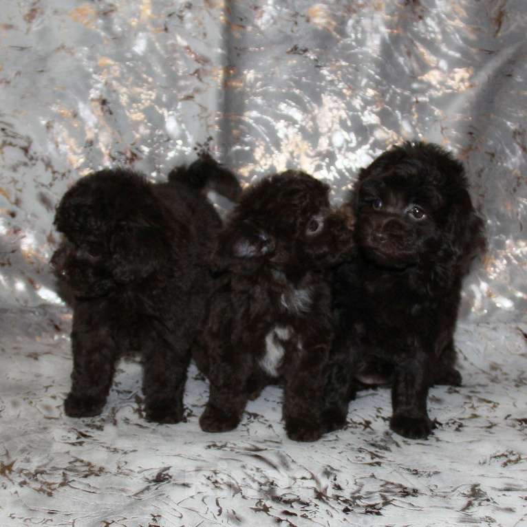 Собаки в Санкт-Петербурге: Той-пудель щенок девочка. СПб Девочка, 80 000 руб. - фото 6