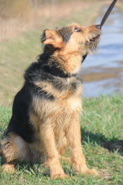 Собаки в Москве: Чупчик (Чуп, Чуппуня) — ваш будущий друг и компаньон! Мальчик, Бесплатно - фото 2