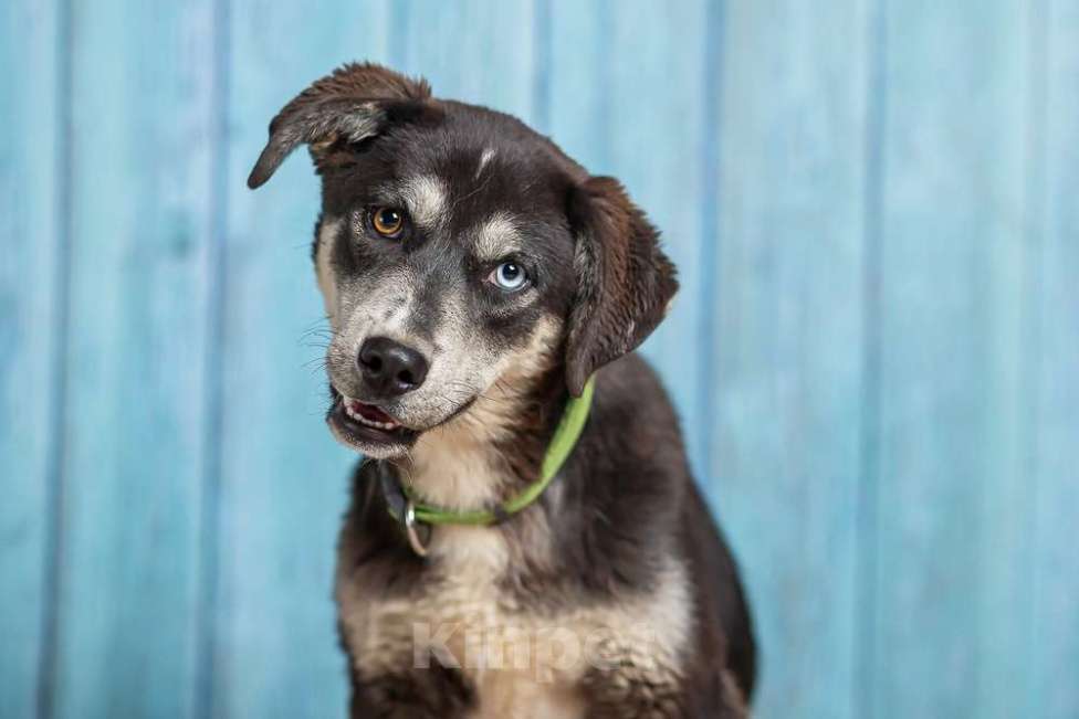 Собаки в Москве: Разноглазый щенок Лора в добрые руки Девочка, 1 руб. - фото 2