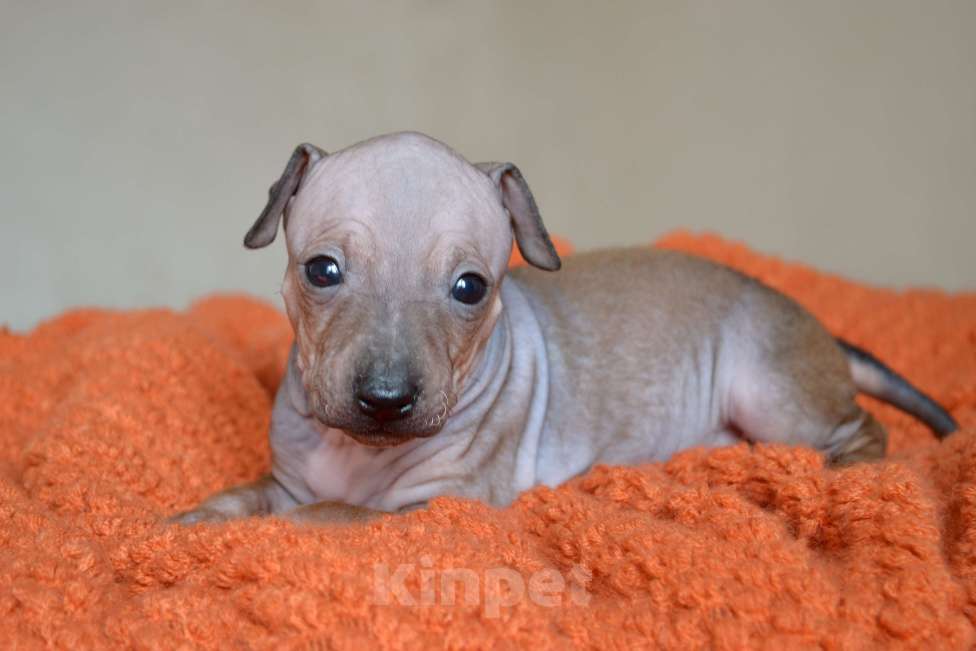 Собаки в Москве: Красно-соболиная девочка агт Девочка, 70 руб. - фото 2