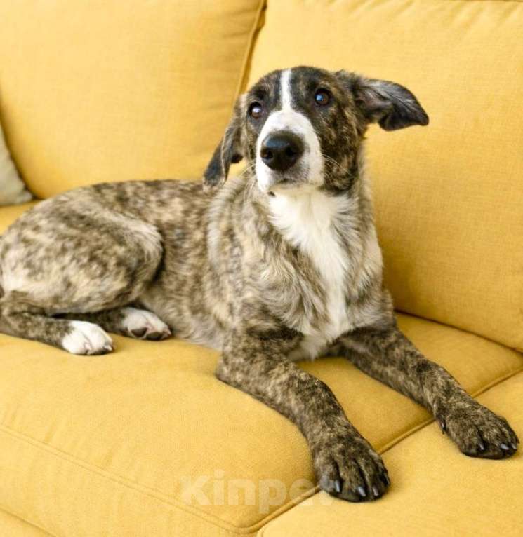 Собаки в Москве: Тигра Терри ищет дом Девочка, Бесплатно - фото 3