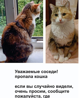 Объявление: Пропала Кошка Лаки, 15 000 руб., Красногорск