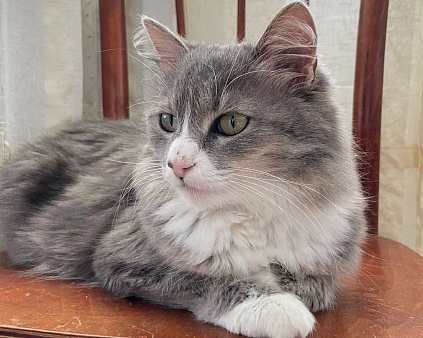 Буся ищет дом