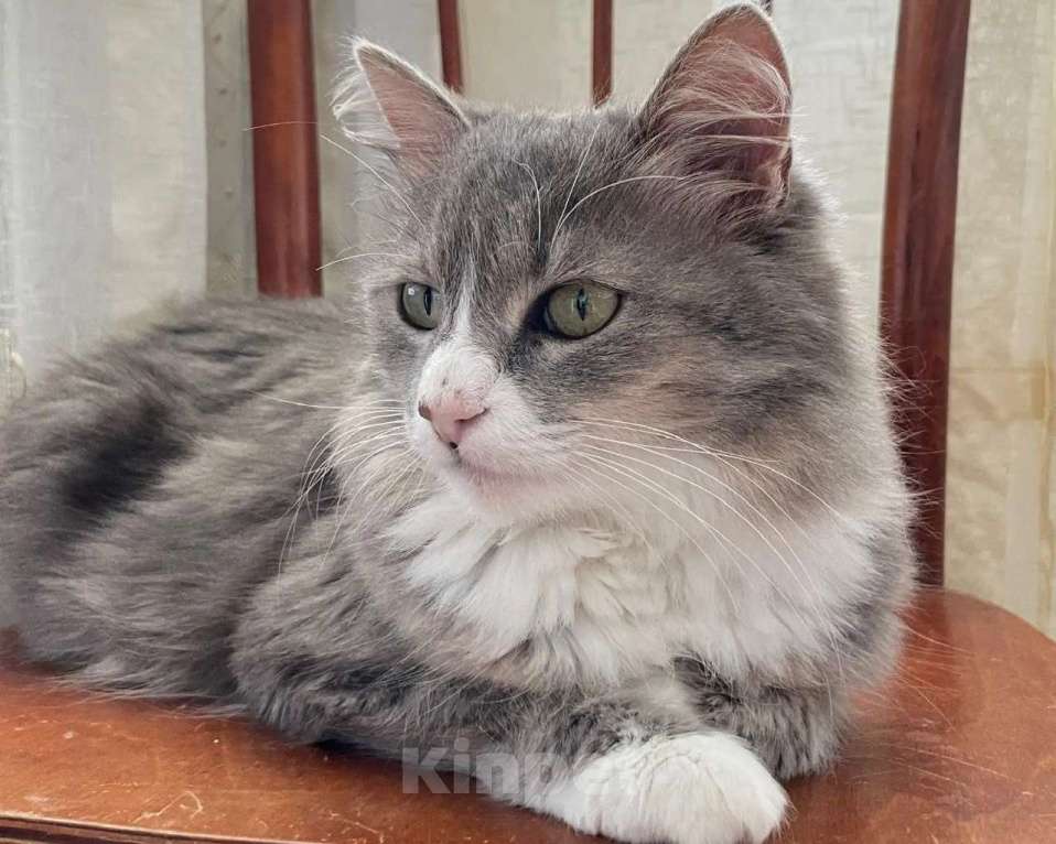 Кошки в Москве: Буся ищет дом Девочка, Бесплатно - фото 1