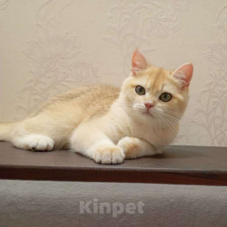 Кошки в Москве: Британская девочка Ксюша Девочка, 50 000 руб. - фото 4