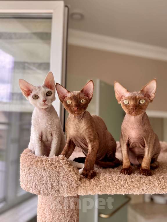 Кошки в Москве: Мальчик шоколадный Quick  Мальчик, 50 000 руб. - фото 3