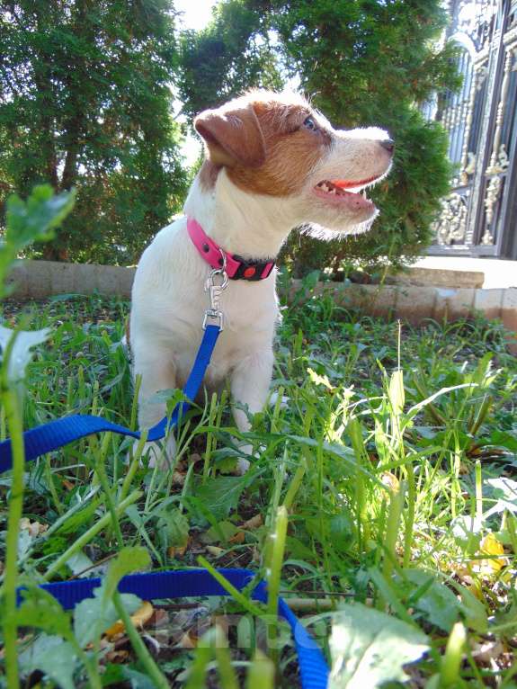 Собаки в Москве: Высокопородный щенок Джек Рассел терьера гладкошерстный Мальчик, Бесплатно - фото 6