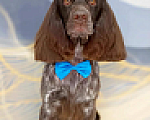 Собаки в Москве: Вязка русский спаниель Мальчик, Бесплатно - фото 5
