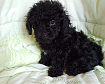 Собаки в Балашихе: Продажа щенка пуделя Девочка, 35 000 руб. - фото 3