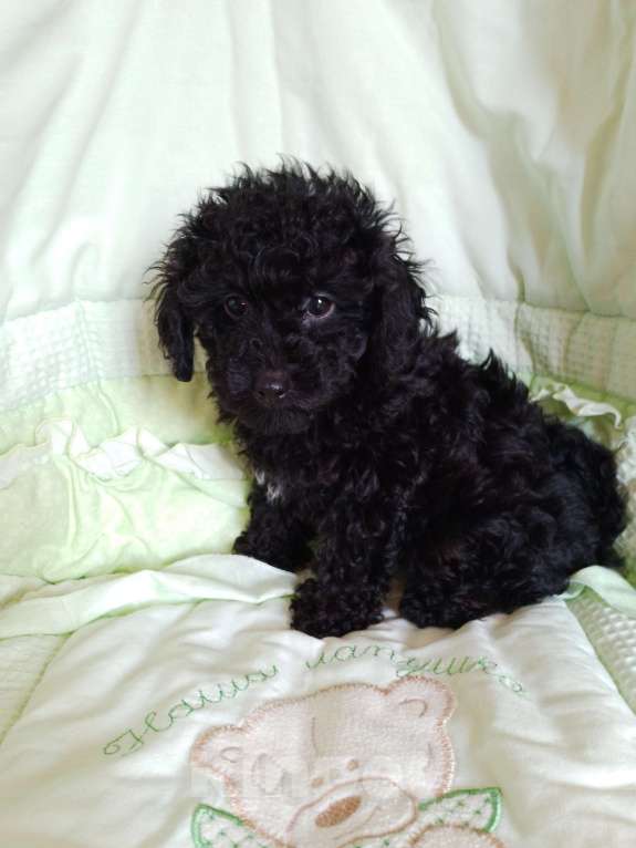 Собаки в Балашихе: Продажа щенка пуделя Девочка, 35 000 руб. - фото 3