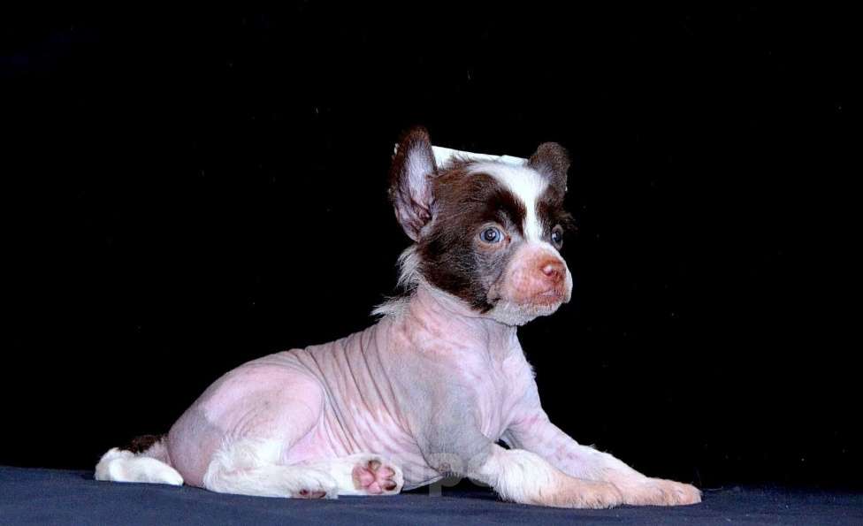 Собаки в Екатеринбурге: Чистопородные щенки КХС редкого шоколадного окраса Мальчик, 40 000 руб. - фото 3