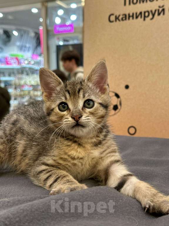 Кошки в Балашихе: Смешной и игривый Мавик, 2.5 мес Мальчик, Бесплатно - фото 3