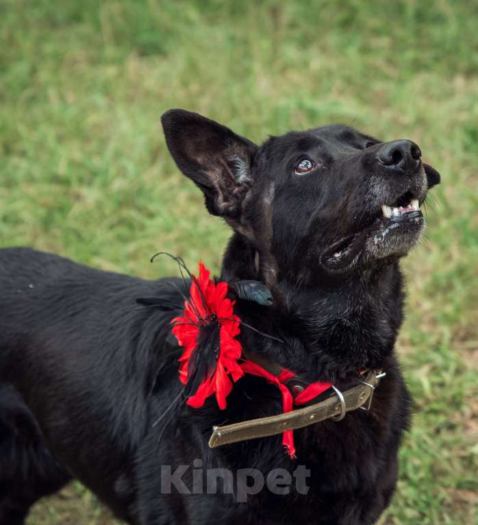 Собаки в Москве: Кьра, собака 7 лет Девочка, Бесплатно - фото 2