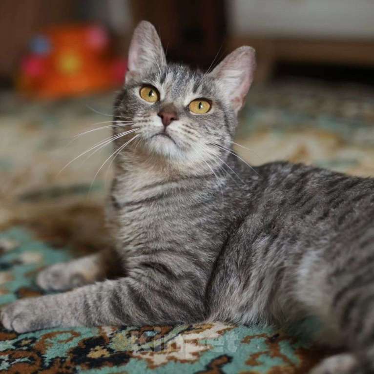 Кошки в Москве: Самую ласковую Соню никто не хочет брать Девочка, Бесплатно - фото 3