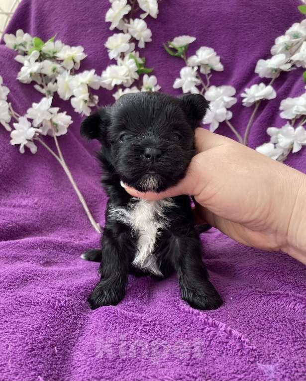 Собаки в Москве: Чёрный йорк девочка Девочка, 100 000 руб. - фото 6