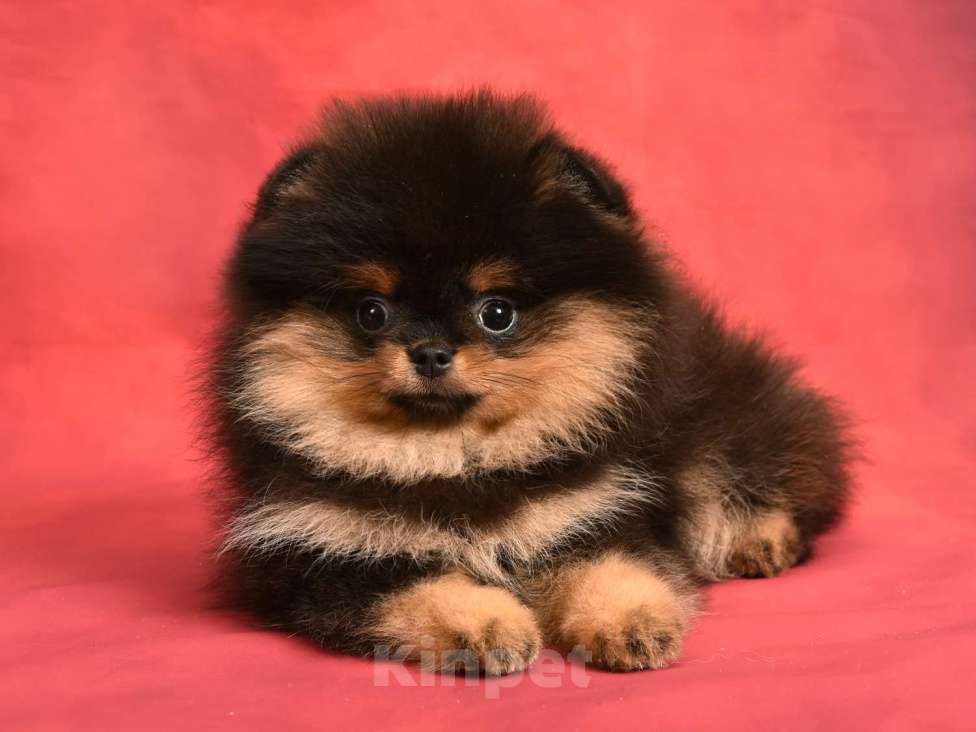 Собаки в Москве: Померанский карликовый шпиц мини ( девочка Киви) а Девочка, 40 000 руб. - фото 4