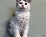 Кошки в Москве: Котик мейн-кун Мальчик, 30 000 руб. - фото 4