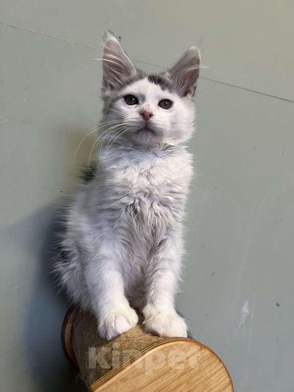Кошки в Москве: Котик мейн-кун Мальчик, 30 000 руб. - фото 4