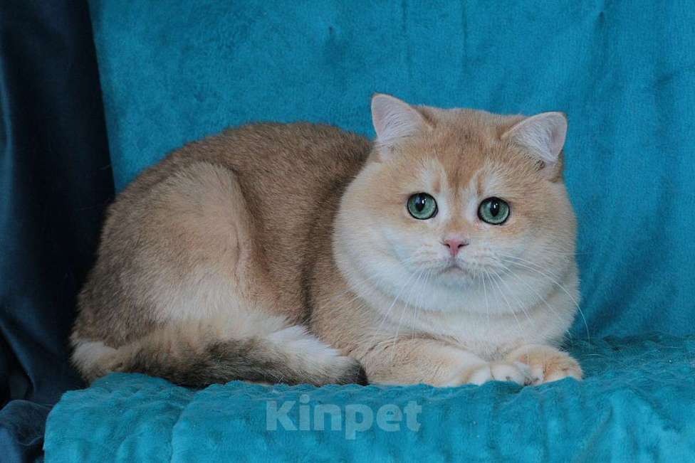 Кошки в Москве: Золотая шиншилла Мальчик, 35 000 руб. - фото 2