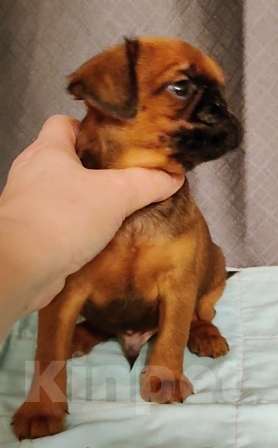 Собаки в Москве: брабансон малыш рыженький Мальчик, 45 000 руб. - фото 6