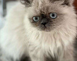 Кошки в Самаре: Персидская блю пойнт, 8 000 руб. - фото 1