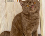Кошки в Москве: Британский котик Мальчик, 75 000 руб. - фото 1