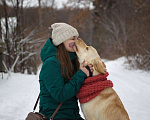 Собаки в Москве: Молодая лабрадор Одри в добрые руки Девочка, 1 руб. - фото 2