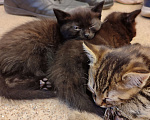Кошки в Самаре: Чёрные британские кот и кошка Девочка, Бесплатно - фото 2