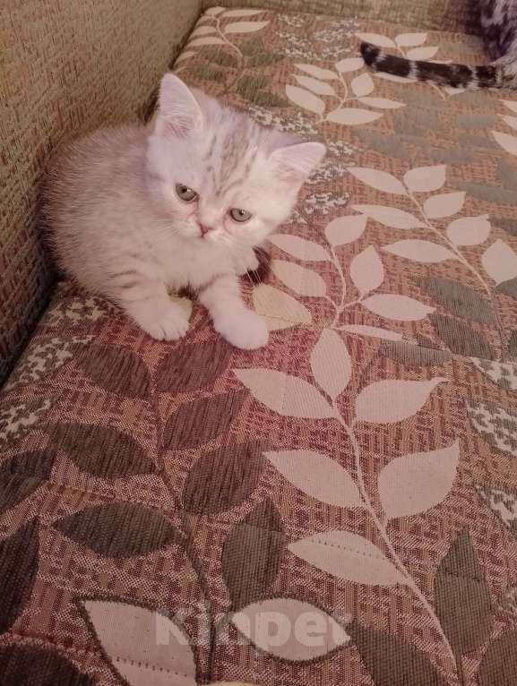 Кошки в других городах Волгоградской области: Шотладский котёнок Девочка, 3 000 руб. - фото 4