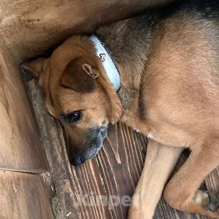 Собаки в Москве: Тучка сидит в клетке приюта и уже не надеется на чудо Девочка, Бесплатно - фото 5