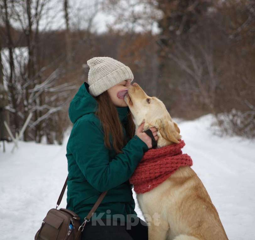 Собаки в Москве: Молодая лабрадор Одри в добрые руки Девочка, 1 руб. - фото 2