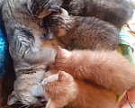 Кошки в Ульяновске: Котенок котик Мальчик, Бесплатно - фото 4
