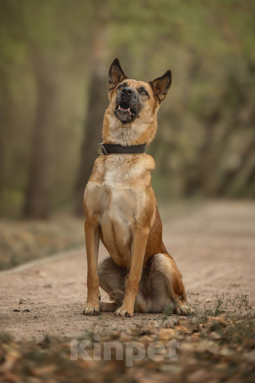 Собаки в Москве: Рыжик Мальчик, Бесплатно - фото 7