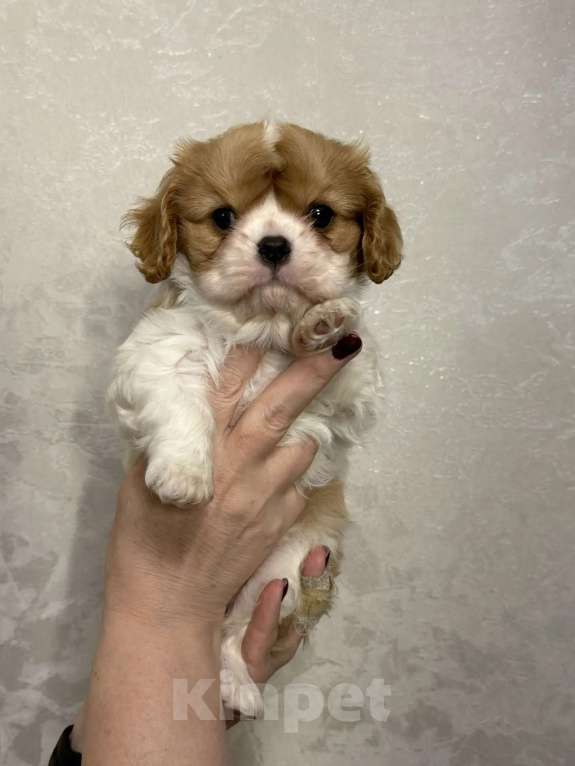 Собаки в Москве: Девочка ККЧС Девочка, 150 000 руб. - фото 2