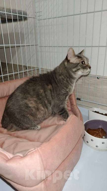 Кошки в Котельнике: Кошечка Глазастик с особенностями Девочка, Бесплатно - фото 3